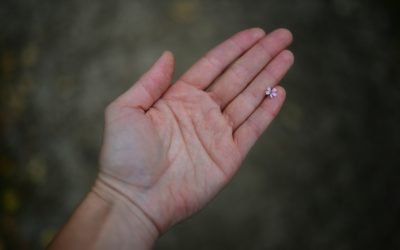 Booklet Nº5: «Mujeres y oferta de drogas»